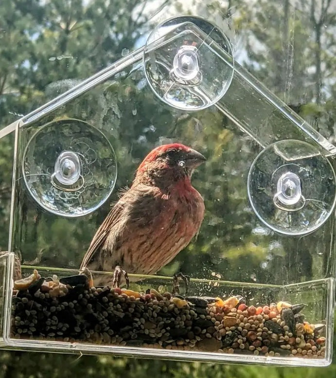 Acrylic Window Bird Feeder for Hummingbirds
