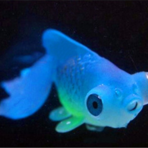 Luminous Silicone Seahorse Aquarium Decoration Ornament