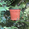Durable Plastic Two-Color Seedling Pots and Trays
